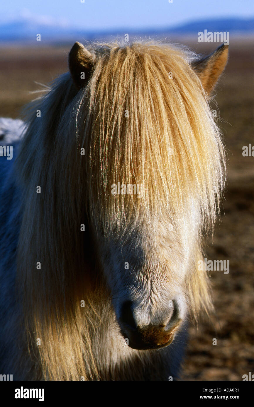 L'Islandic, Islande pony (Equus przewalskii f. caballus), Islande Banque D'Images