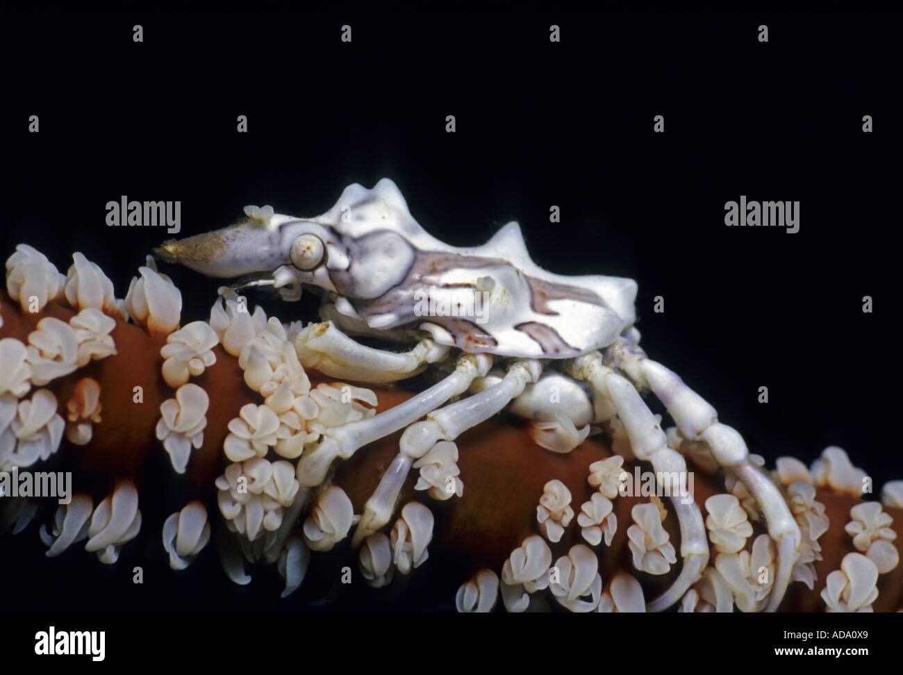 Xenocarcinus tuberculatus gorgones (crabe), sur la mer d'un fouet, l'Indonésie, Sabang Beach Banque D'Images