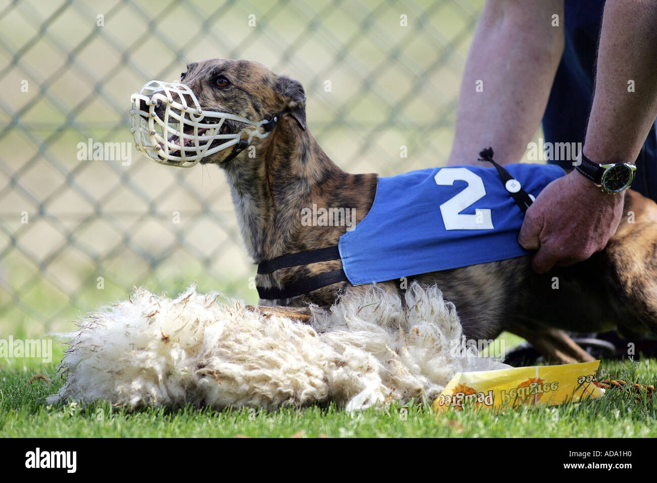 Whippet (Canis lupus f. familiaris), après la course avec les proies, Allemagne Banque D'Images