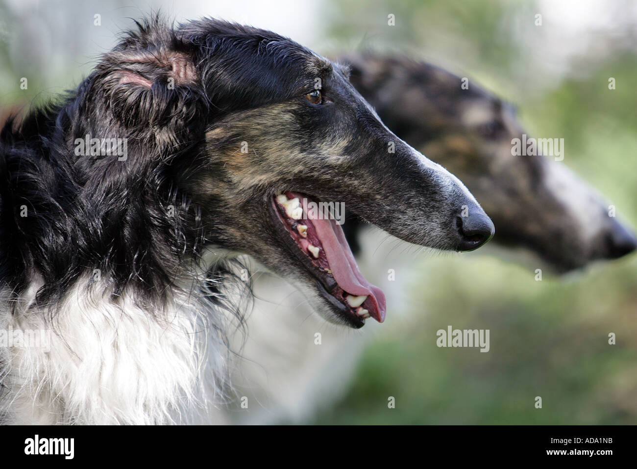 Barzoi (Canis lupus f. familiaris), portrait, Allemagne Banque D'Images