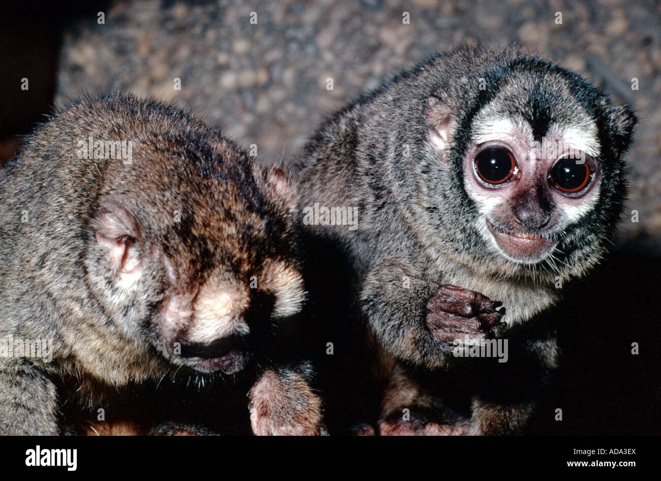 Singe douroucouli, nuit, Humboldt's night monkey (Aotus trivirgatus), manger Banque D'Images