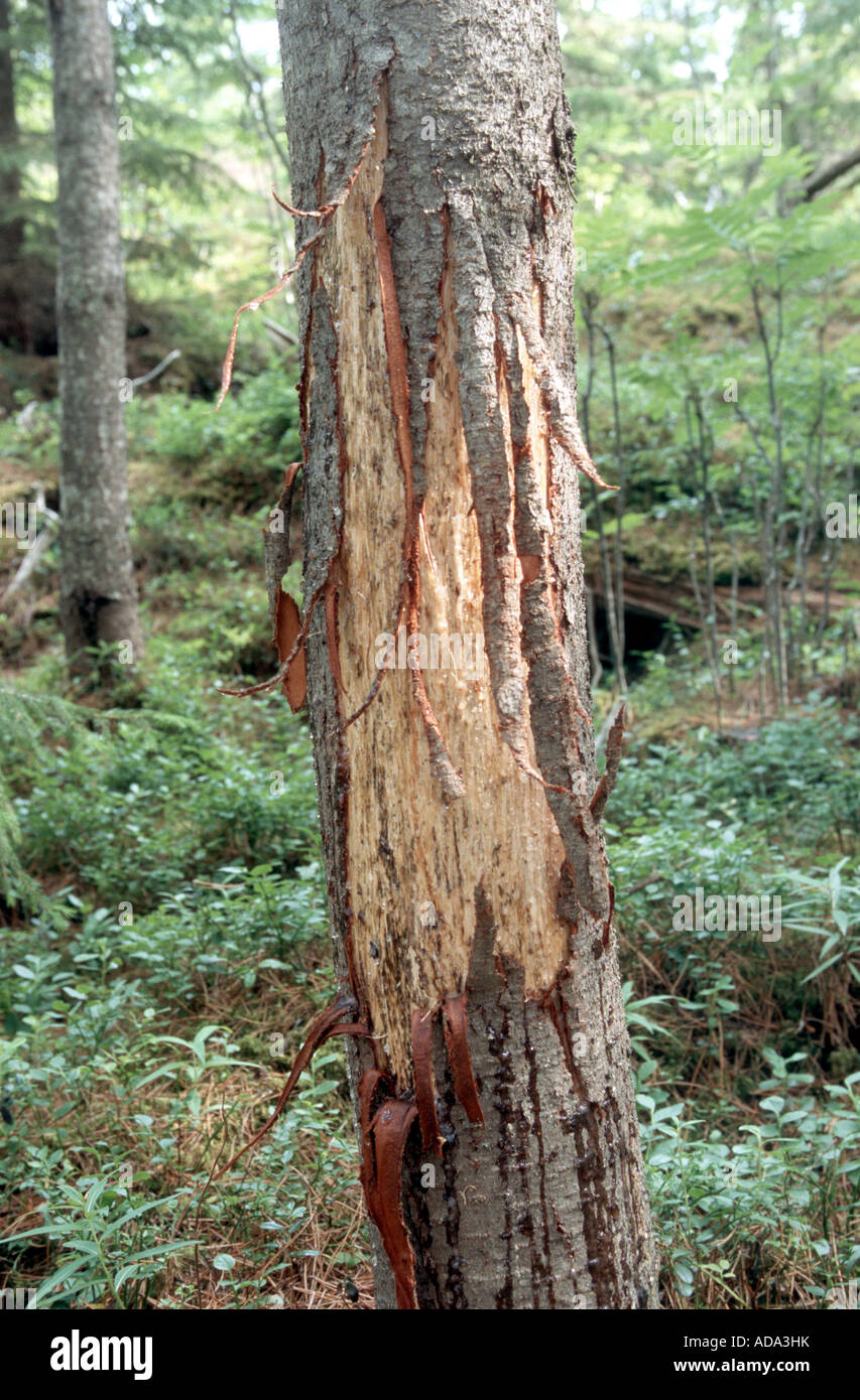 Le wapiti, l'orignal (Alces alces alces) jeu, bouchée à pine Banque D'Images