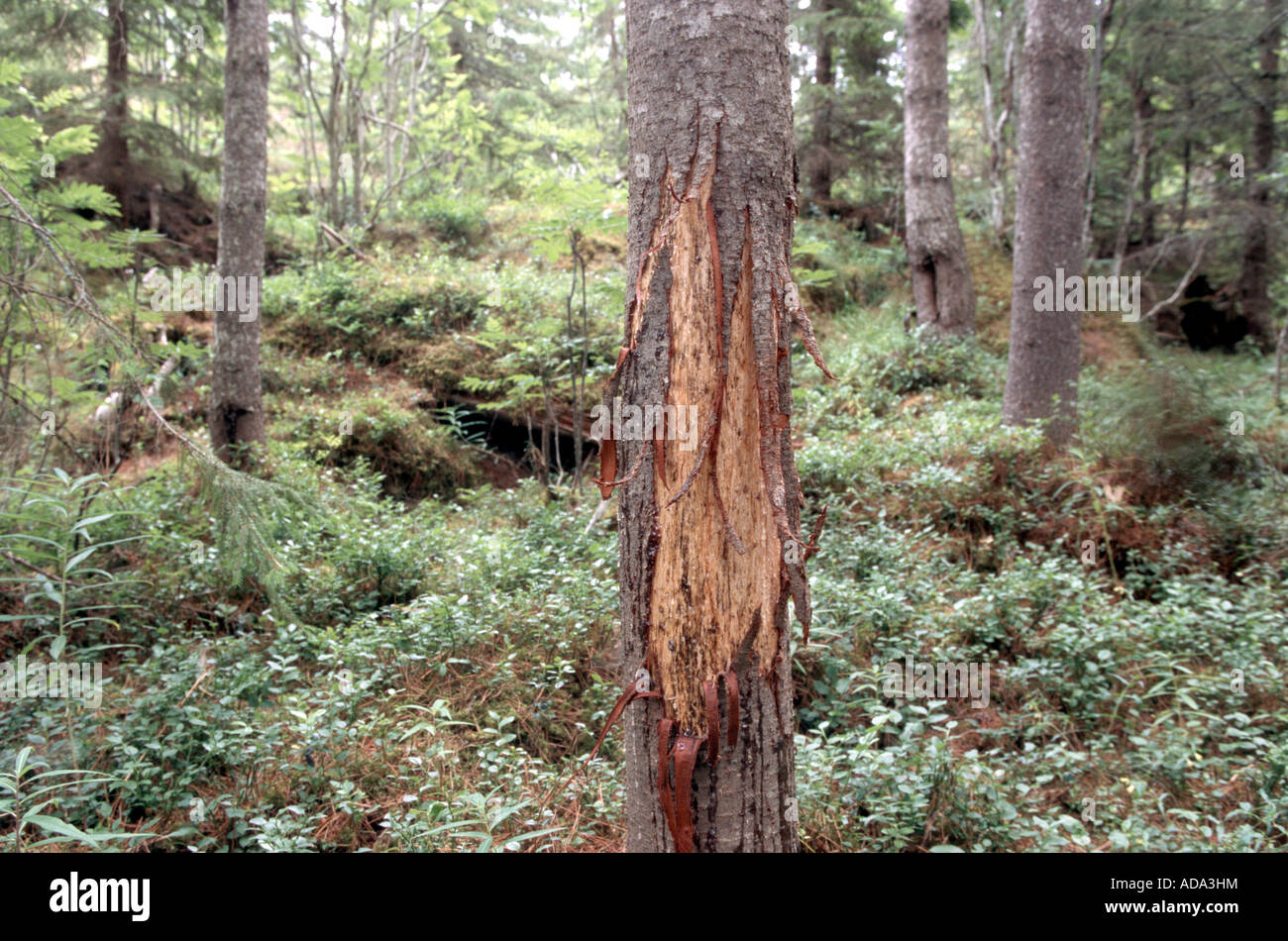 Le wapiti, l'orignal (Alces alces alces) jeu, bouchée à pine Banque D'Images