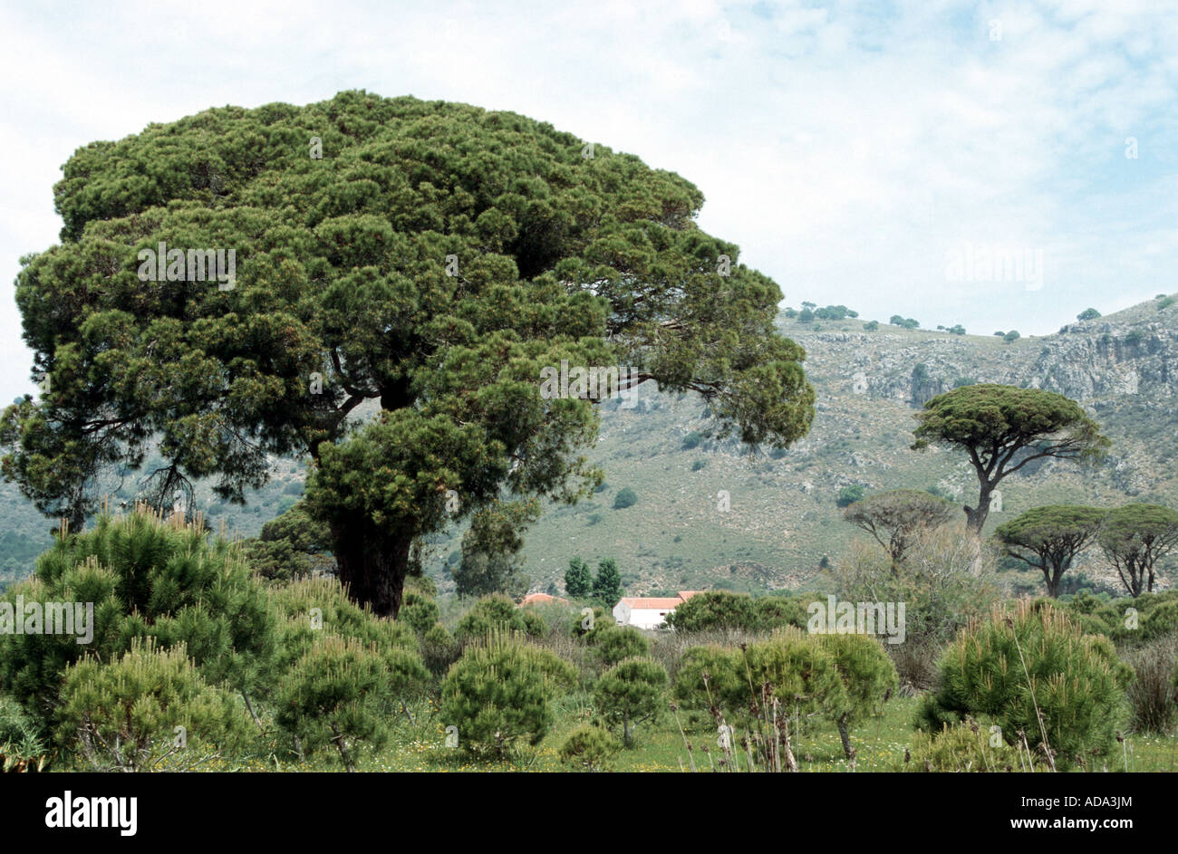 Pin Parasol (Pinus pinea), couple d'arbres dans un paysage karstique Banque D'Images