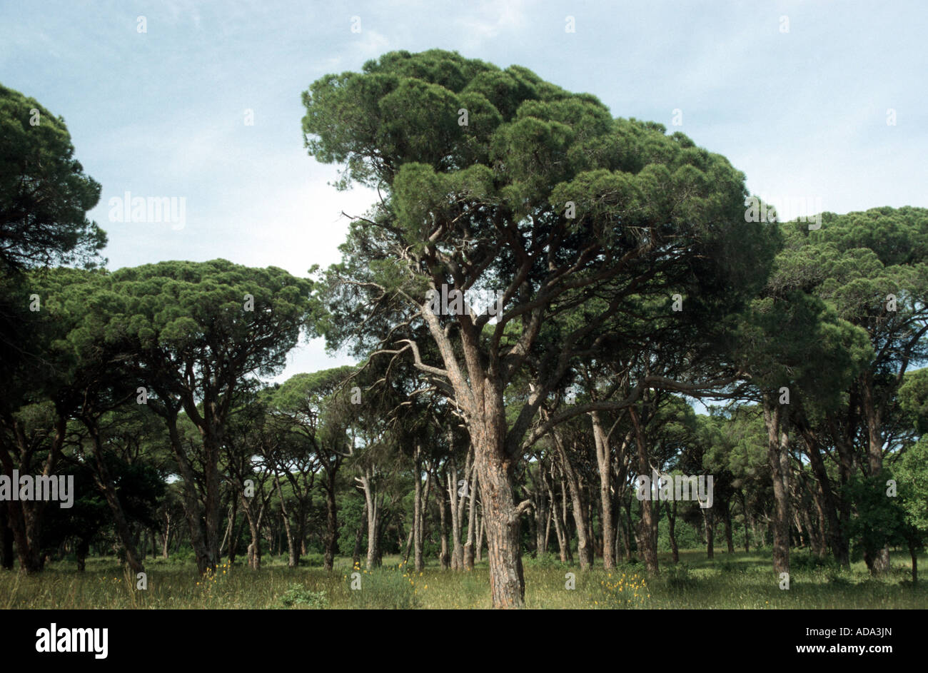 Pin Parasol (Pinus pinea), forêt de pins Banque D'Images