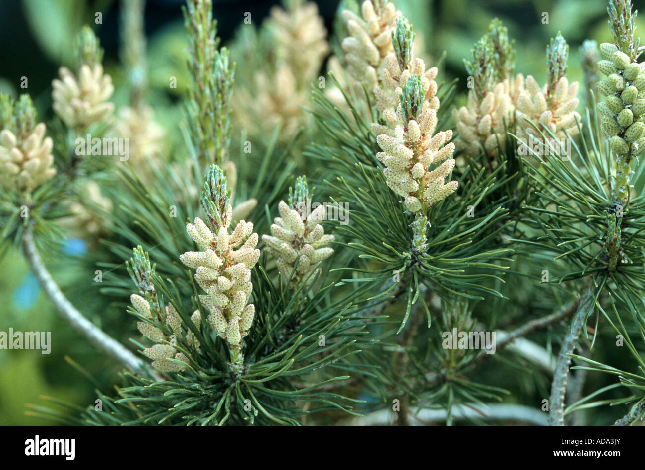 Le pin mugo, pin (Pinus mugo), les inflorescences mâles Banque D'Images