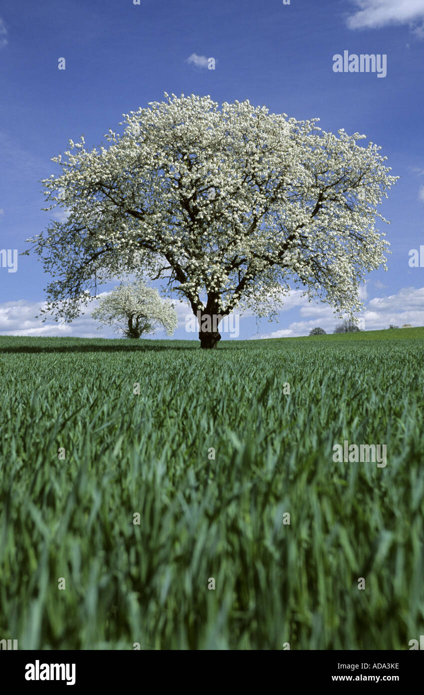 De cerise sauvage, cerise, gean, le merisier (Prunus avium), arbre fleurissant dans champ de maïs, l'Allemagne, Sarre, Mimbach Banque D'Images