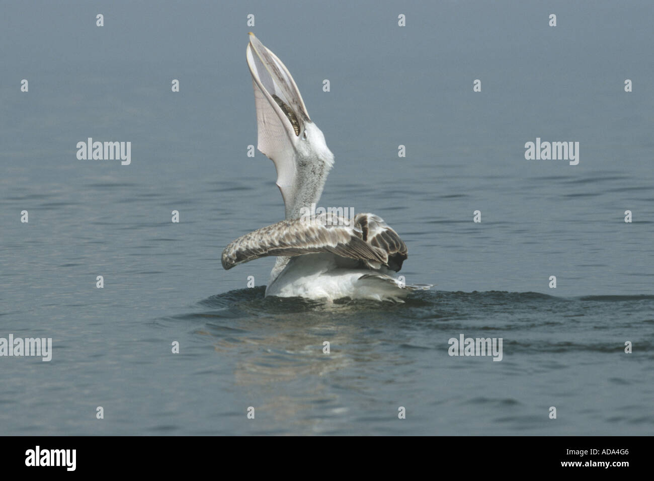 Pélican frisé (Pelecanus crispus), l'ingestion de poissons capturés, Grèce Banque D'Images