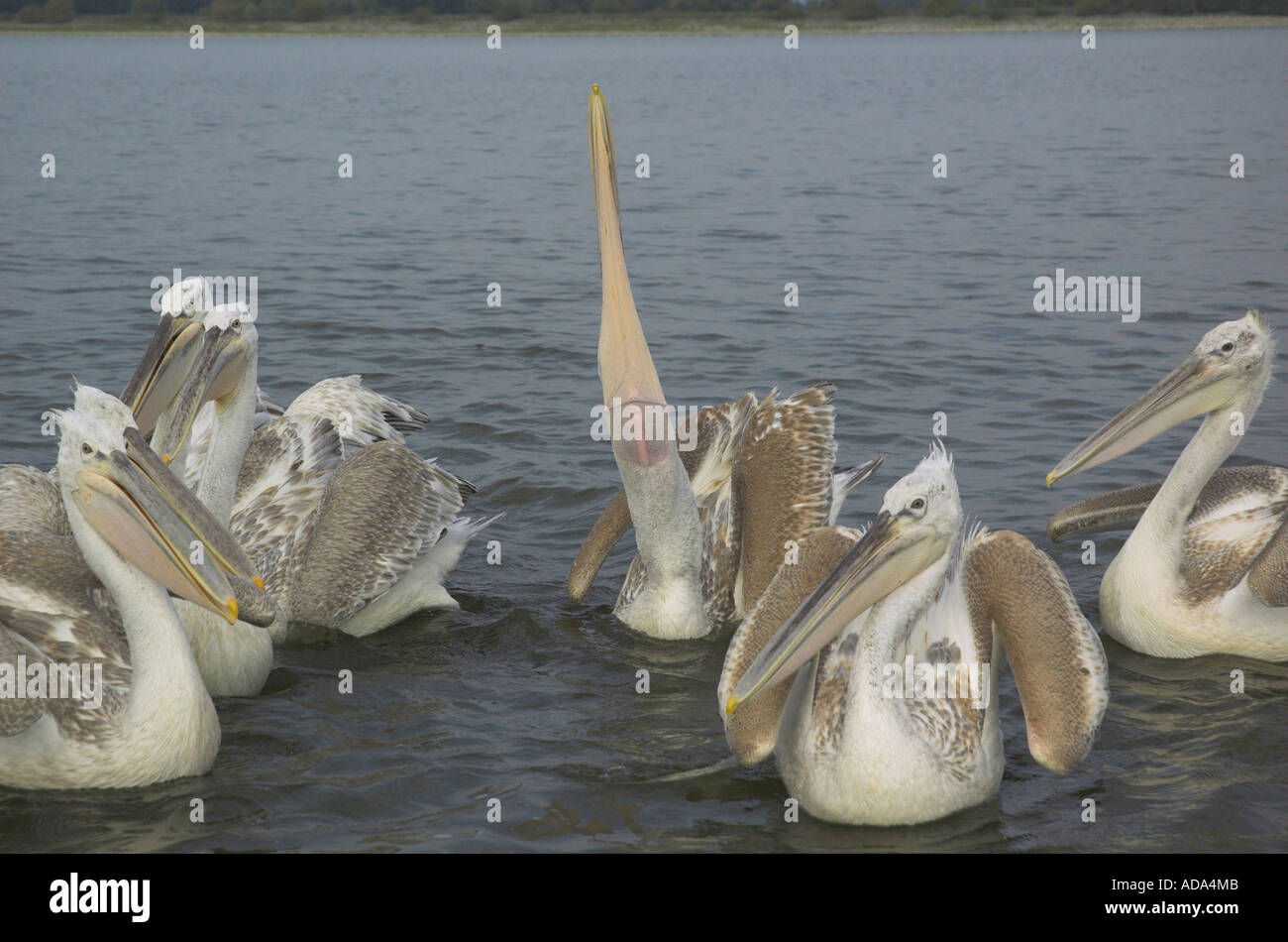 Pélican frisé (Pelecanus crispus), groupe en attente sur abandonend de poisson par les pêcheurs. Un animal avaler les poissons capturés, Gree Banque D'Images