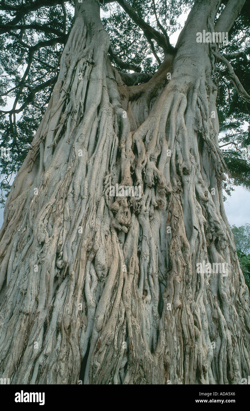 (Fig Ficus spec.), tige, Kenya, Masai Mara NP Banque D'Images