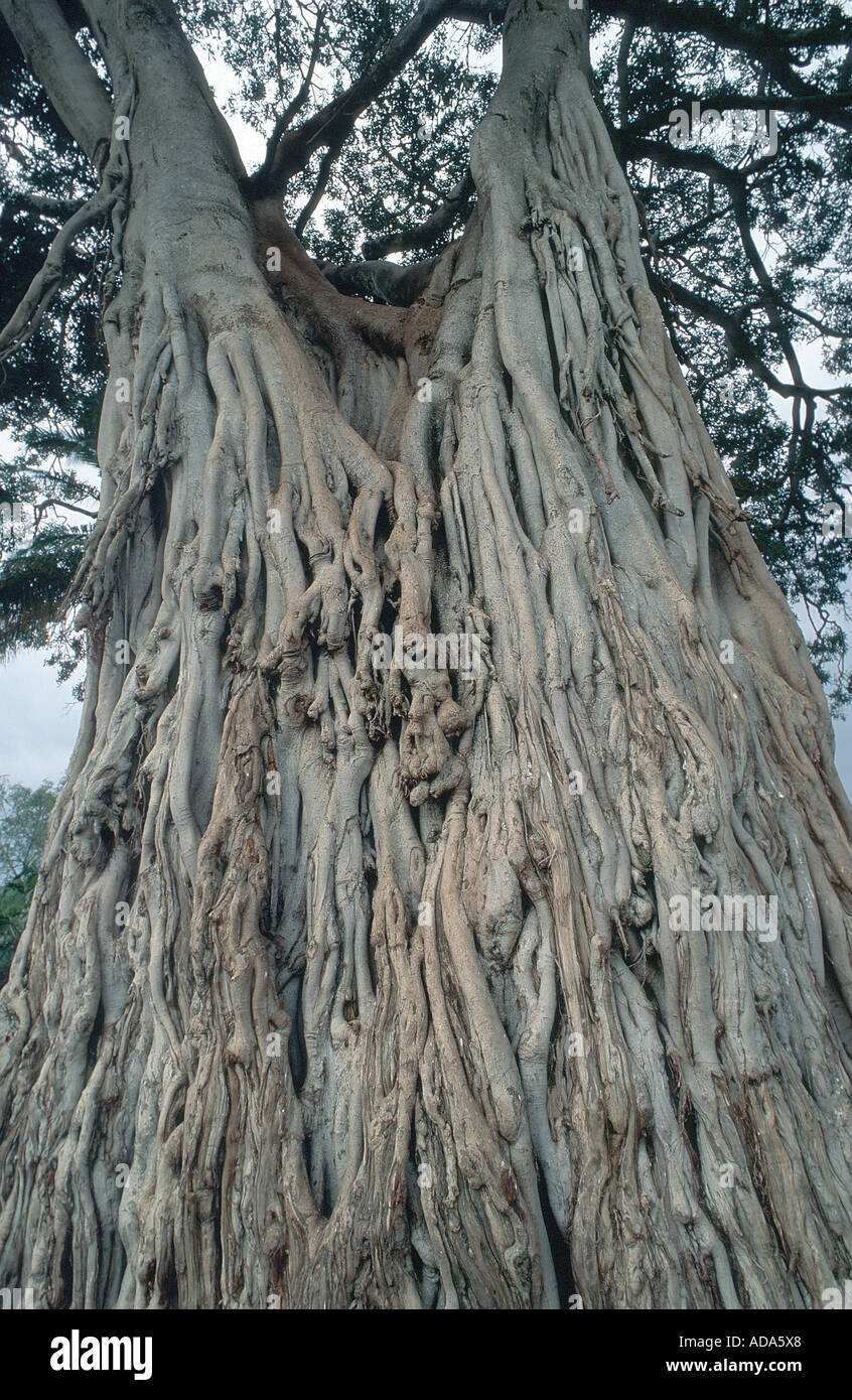 (Fig Ficus spec.), tige, Kenya, Masai Mara NP Banque D'Images