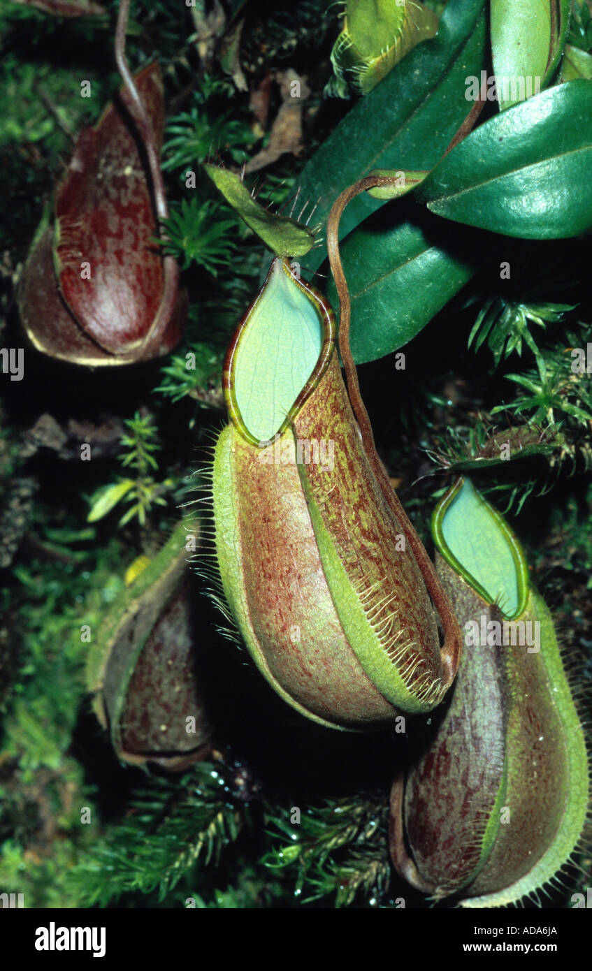 La sarracénie pourpre (Nepenthes tentaculata), feuilles en forme tubulaire, Malaisie, Bornéo, le Mont Kinabalu Banque D'Images