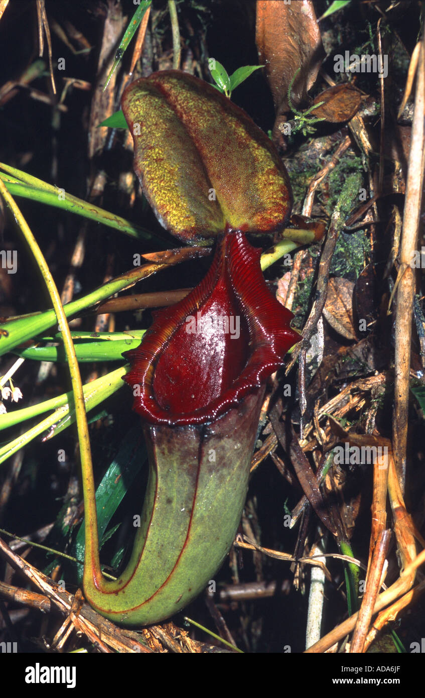 La sarracénie pourpre (Nepenthes rajah), feuilles de forme tubulaire, Malaisie, Bornéo, le Mont Kinabalu Banque D'Images