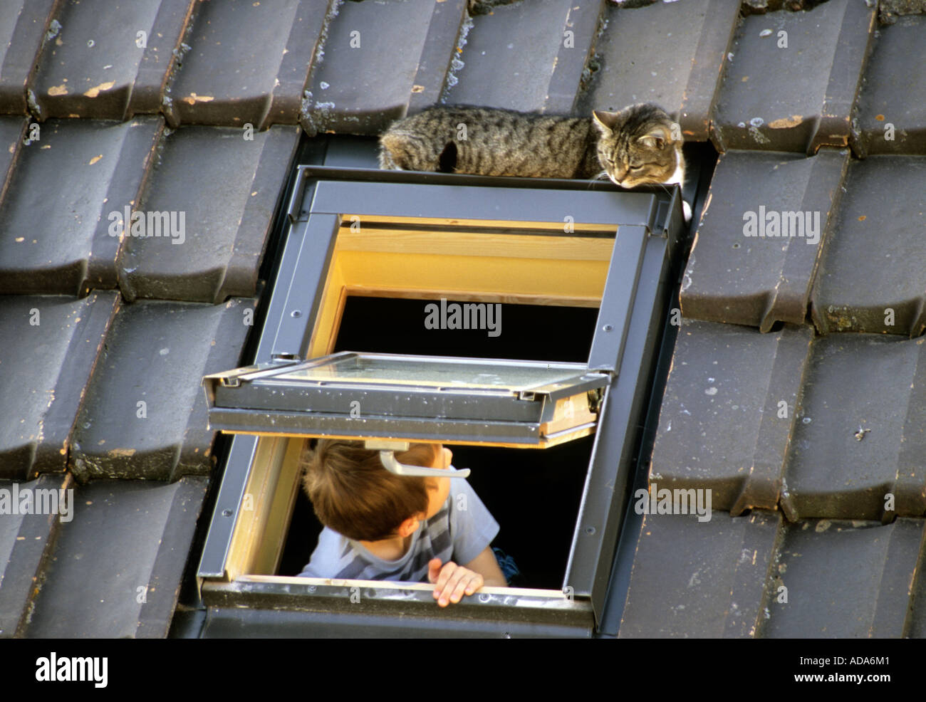 Sommeil de chat sur la fenêtre de toit garçon en le regardant Banque D'Images