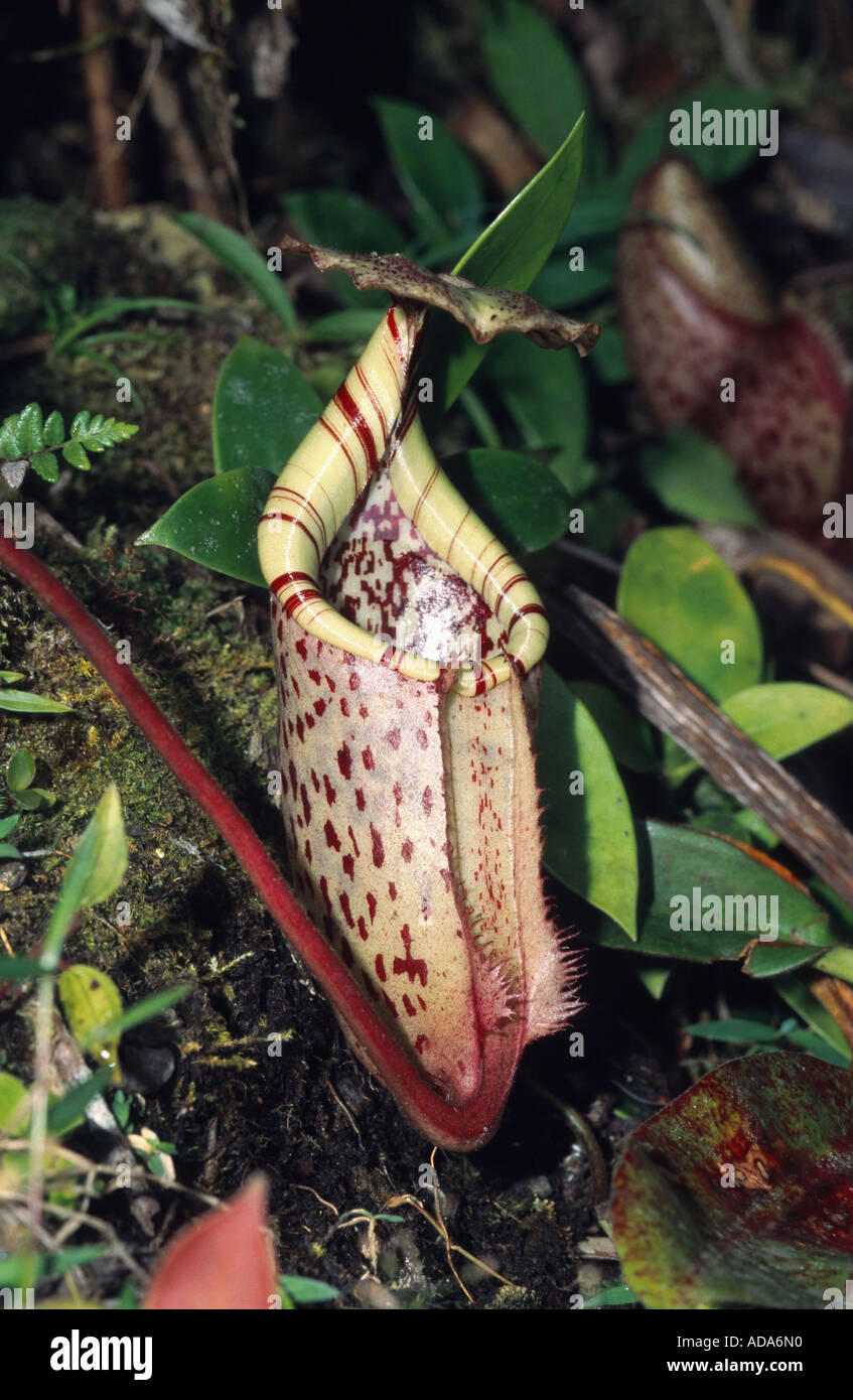 La sarracénie pourpre (Nepenthes) burbidgeae forme tubulaire, feuille, Malaisie, Bornéo, le Mont Kinabalu Banque D'Images