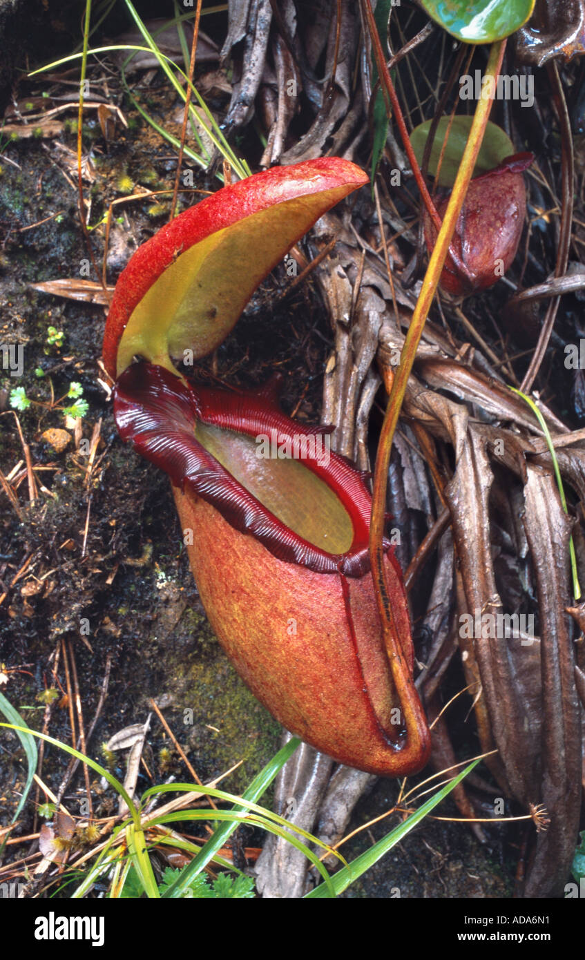 La sarracénie pourpre (Nepenthes rajah), feuilles de forme tubulaire, Malaisie, Bornéo, le Mont Kinabalu Banque D'Images