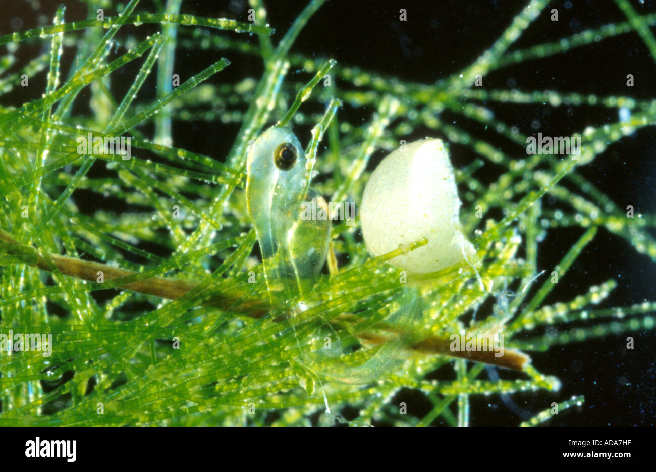 La carpe, la carpe commune, la carpe (Cyprinus carpio), larve avec restes d'egg-shell, l'Allemagne, la Bavière Banque D'Images