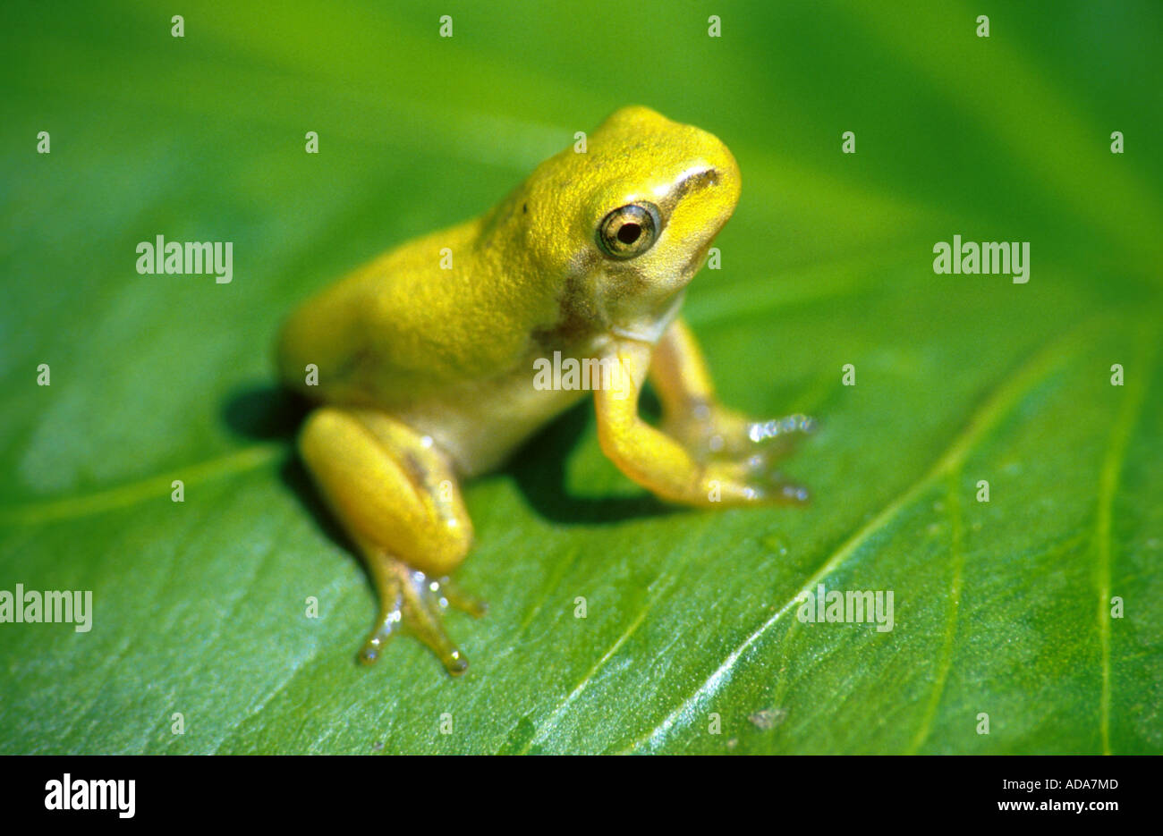 Rainette versicolore rainette commune, européenne, de l'Europe centrale rainette versicolore (Hyla arborea), jeune grenouille sur feuille, l'Allemagne, la Bavière Banque D'Images