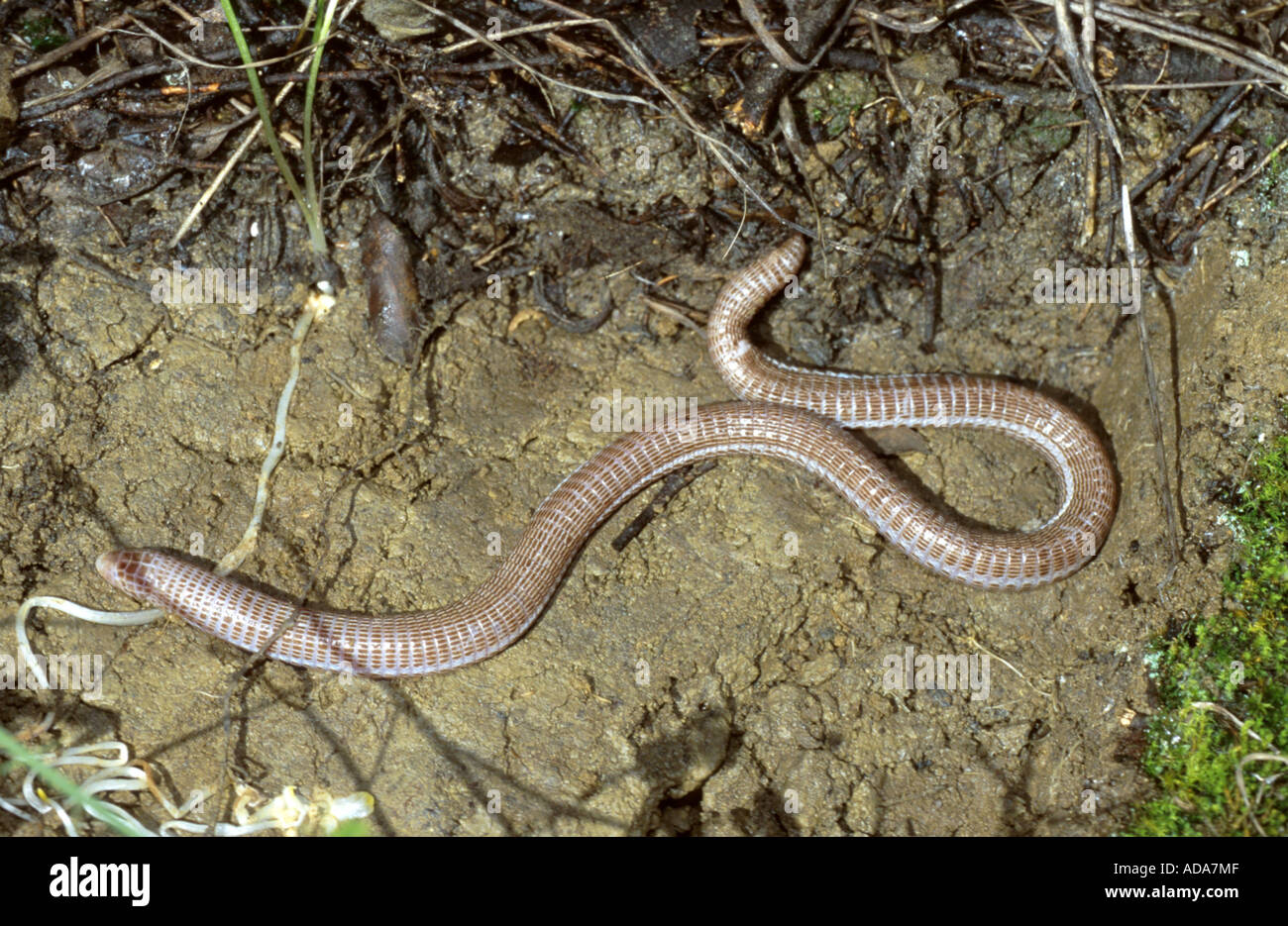 European Blind serpent, serpent aveugle Grec, un ver plat (Typhlops vermicularis), ramper au sol, Andalousie, Espagne Banque D'Images