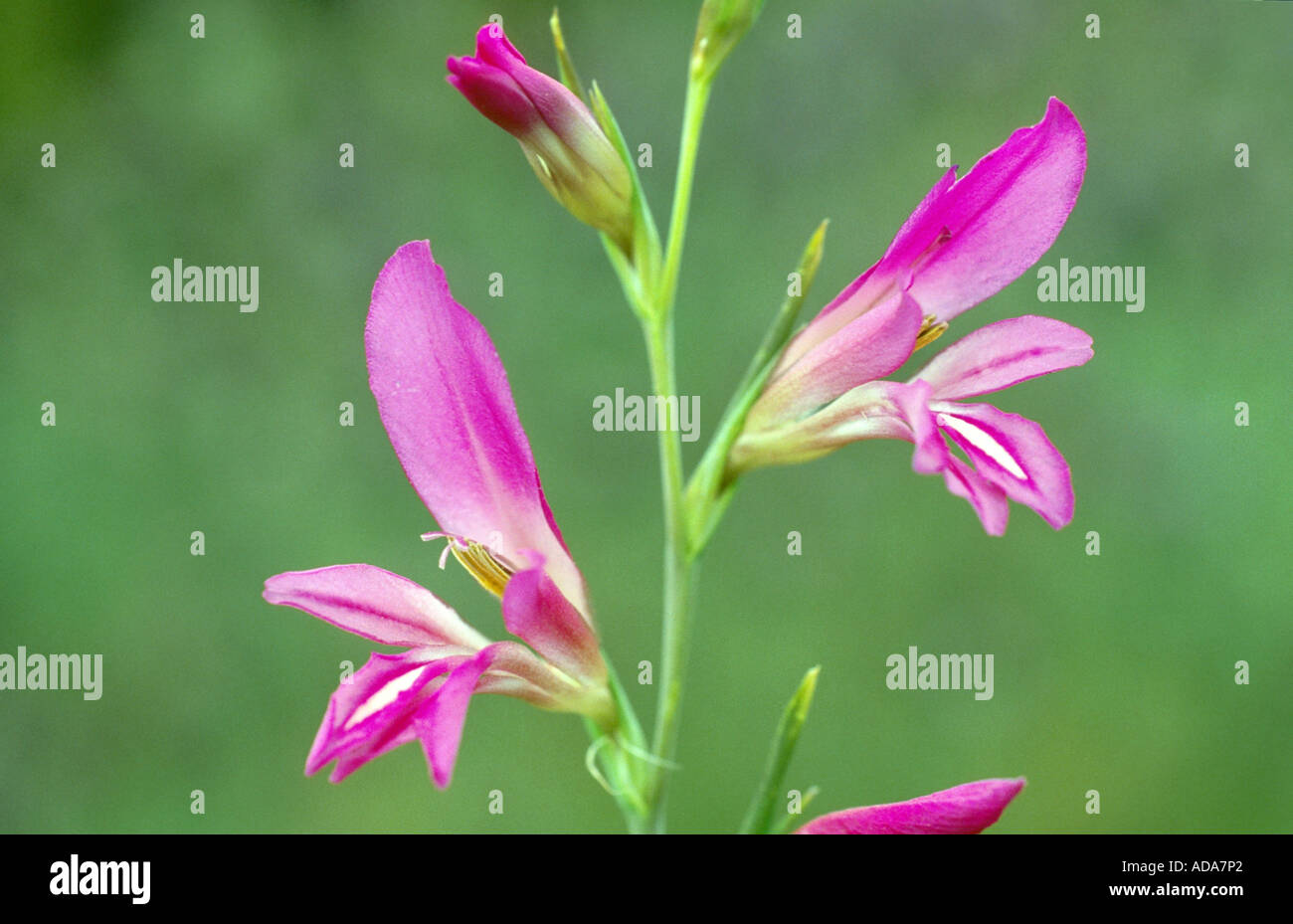 Glaïeul (Gladiolus illyricus sauvages), blooming Banque D'Images