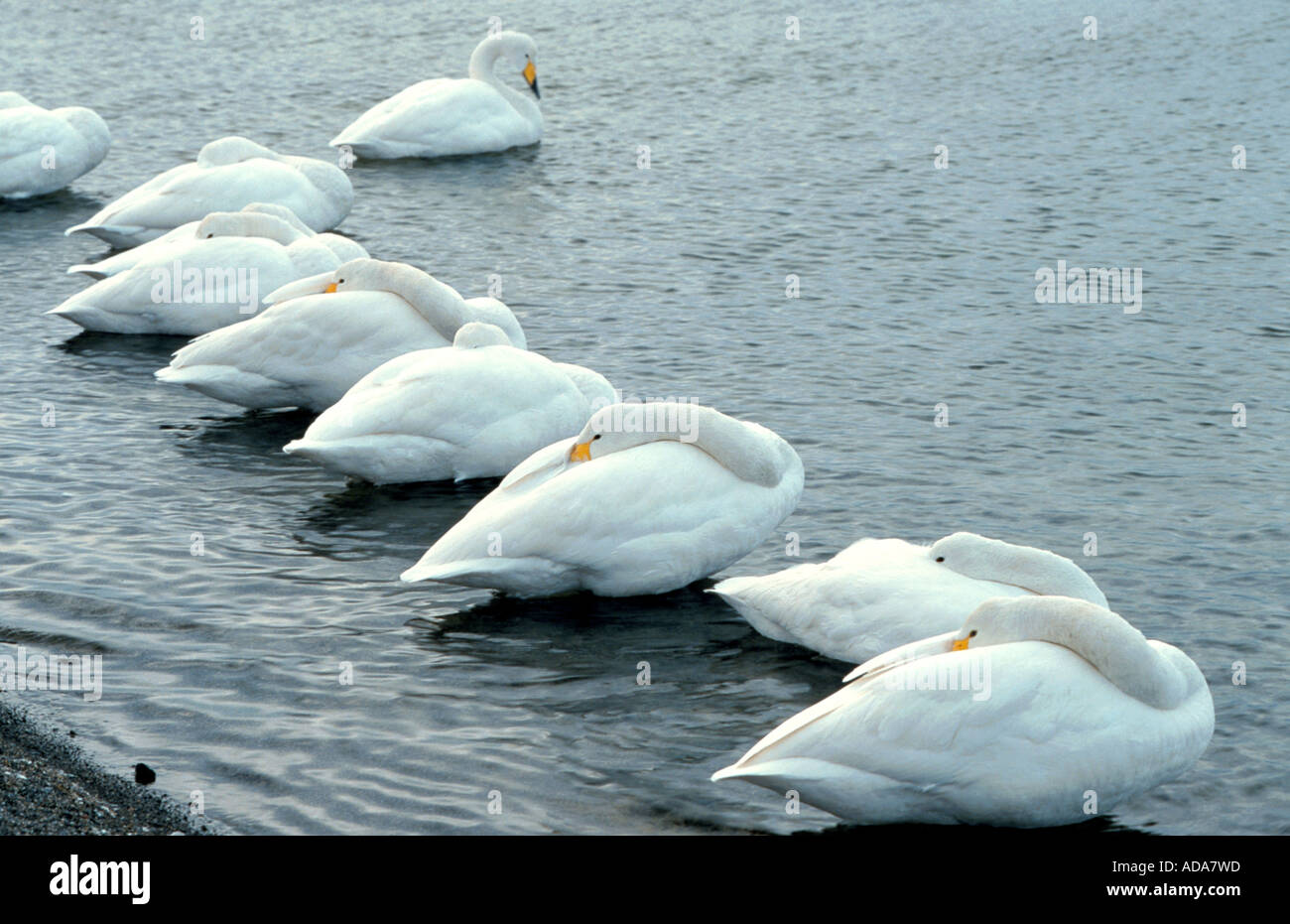 Cygne chanteur (Cygnus cygnus), groupe au repos, le Japon, l'Hokkaido Banque D'Images