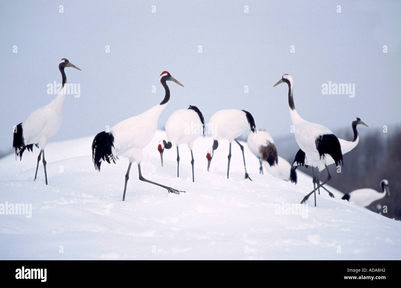 Grue de Mandchourie (Grus japonensis), groupe dans la neige, Japon, Hokkaido Banque D'Images