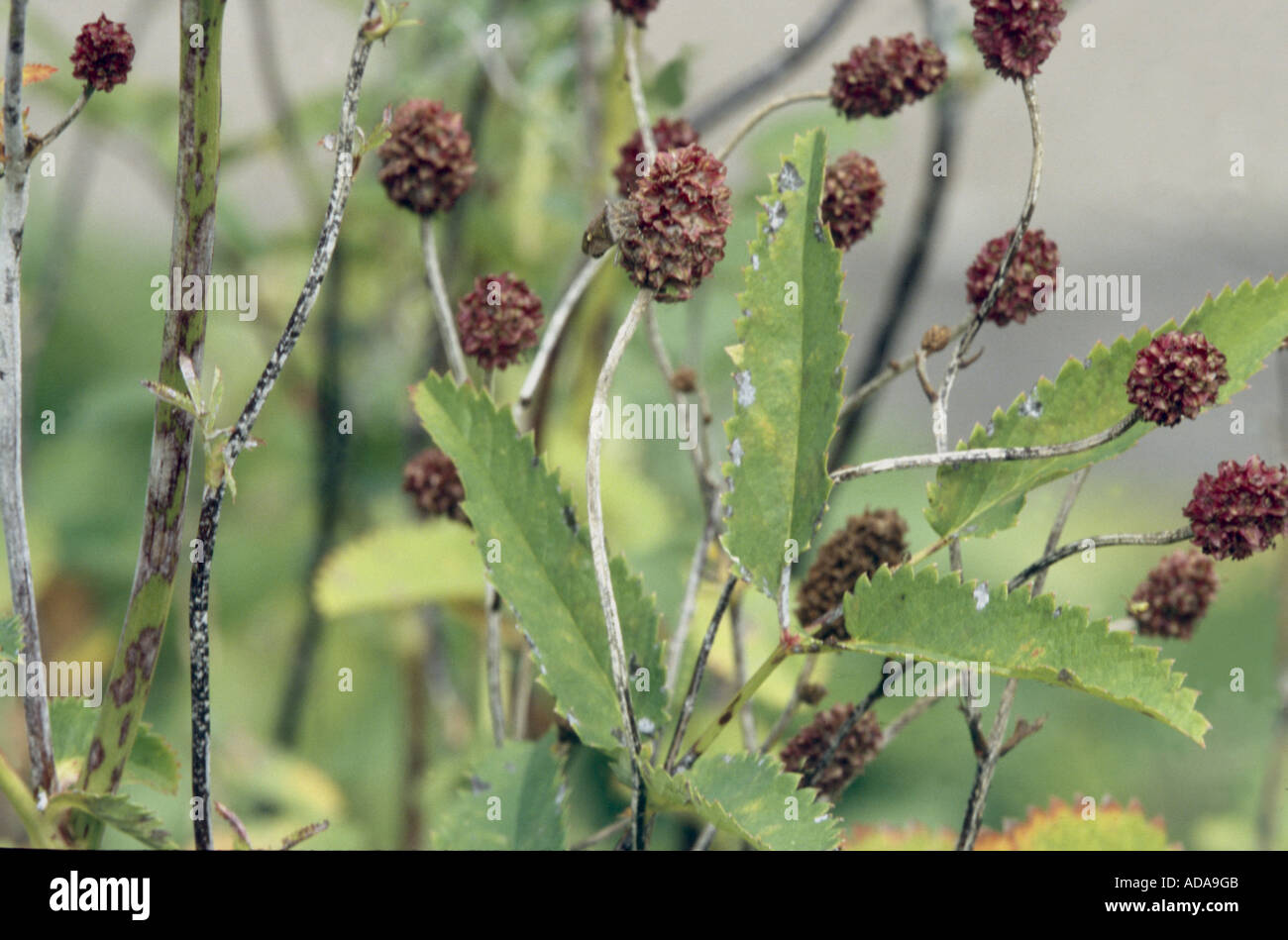 Pimprenelle (Sanguisorba officinalis), les inflorescences fanées Banque D'Images