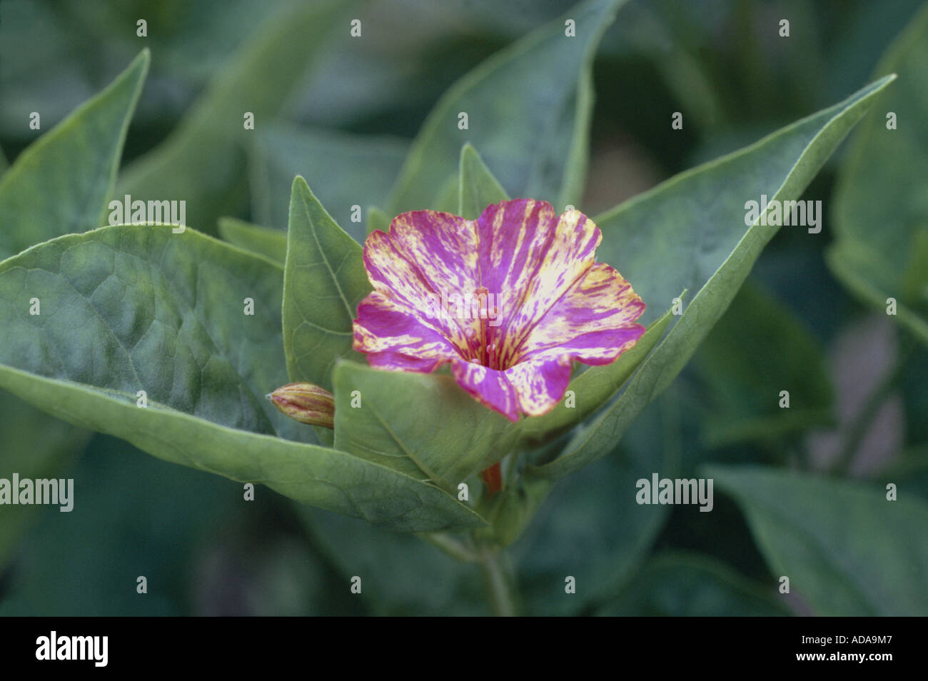 Les quatre-heures, s'émerveiller du Pérou (Mirabilis jalapa), fleur Banque D'Images