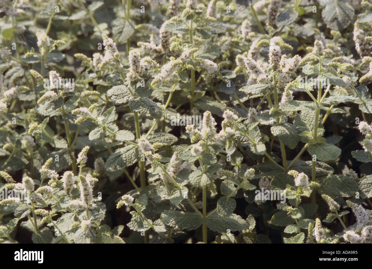 Menthe au parfum de pomme, feuilles de menthe (Mentha rotundifolia), blooming Banque D'Images