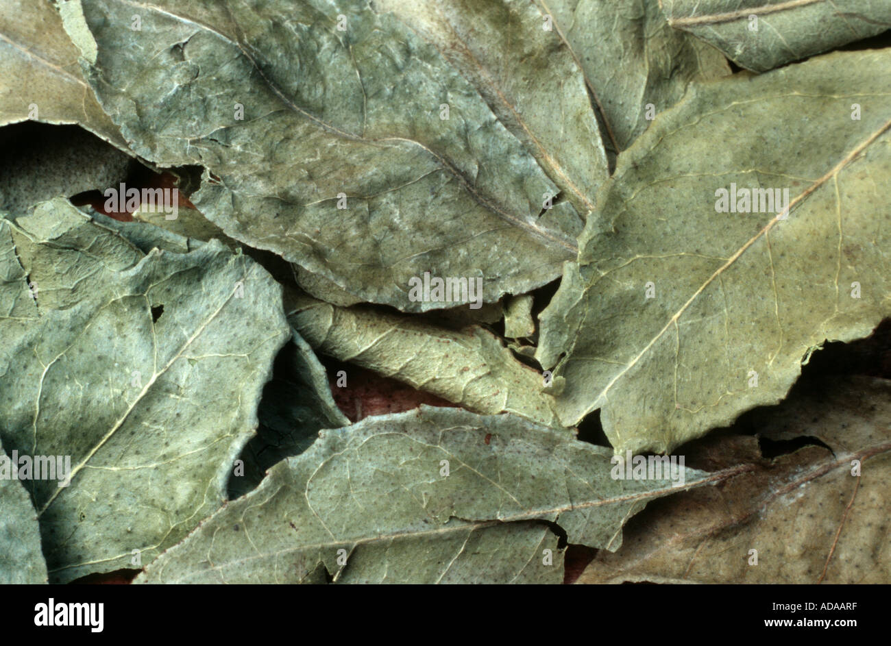 Feuilles de cari (Murraya koenigii) des plantes, des feuilles sèches Banque D'Images