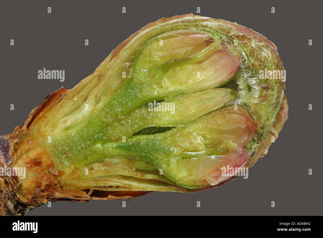 Prunier (Prunus spec), section transversale Banque D'Images