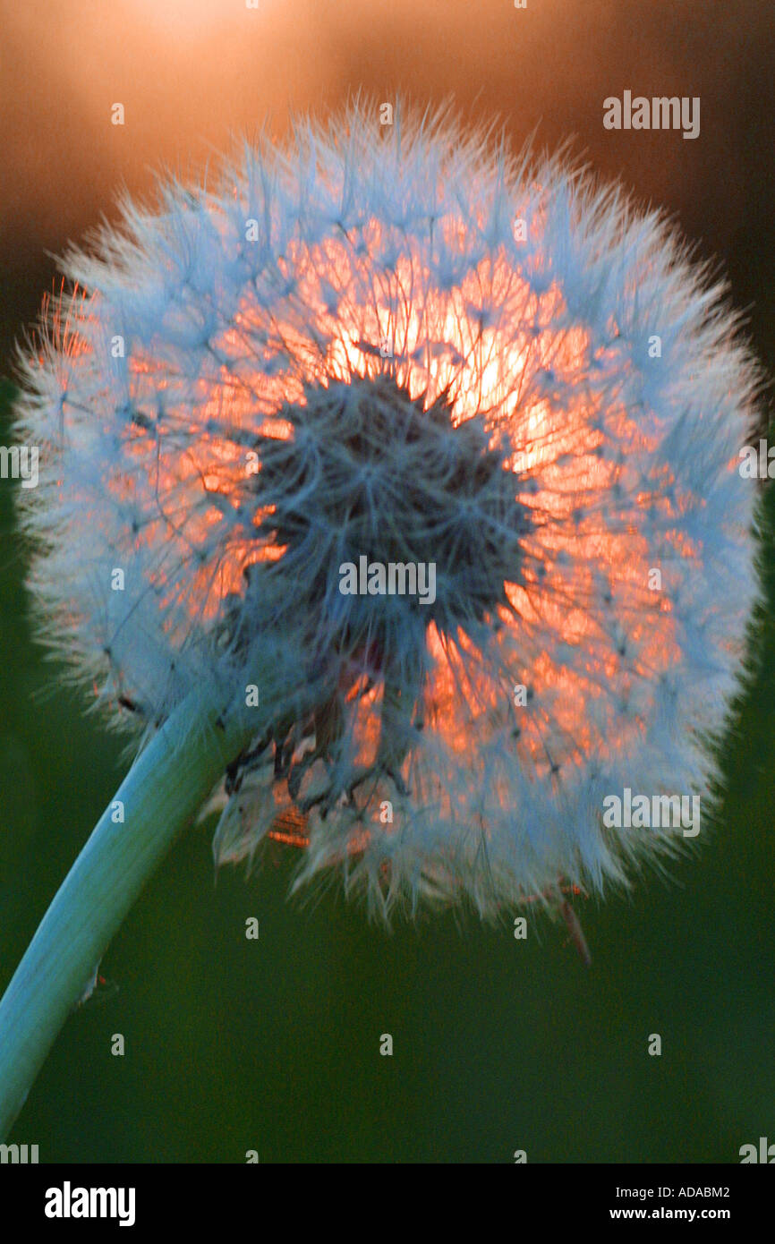 Le pissenlit officinal (Taraxacum officinale), graines, blowball dans lumière du soir Banque D'Images