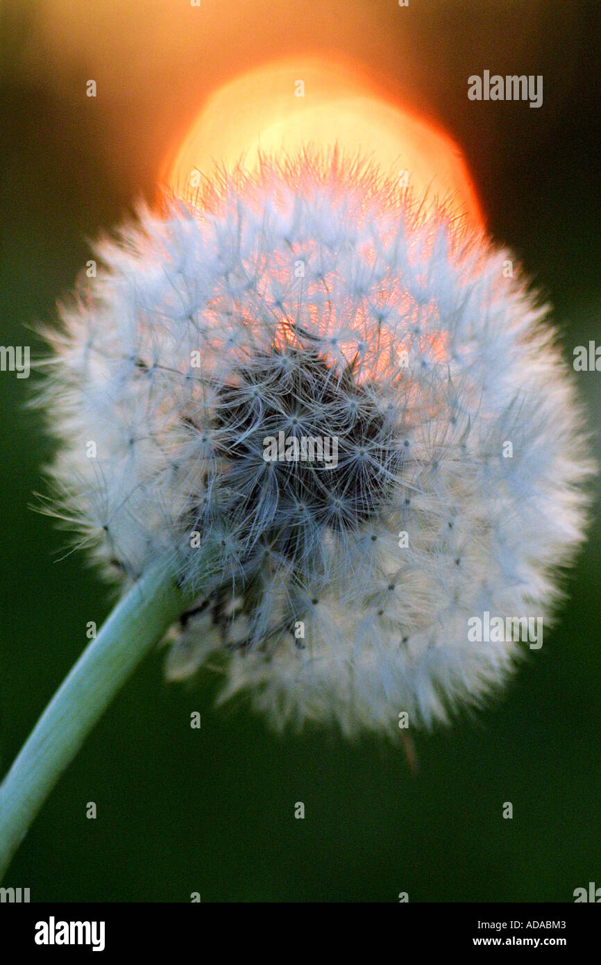Le pissenlit officinal (Taraxacum officinale), graines, blowball dans lumière du soir Banque D'Images