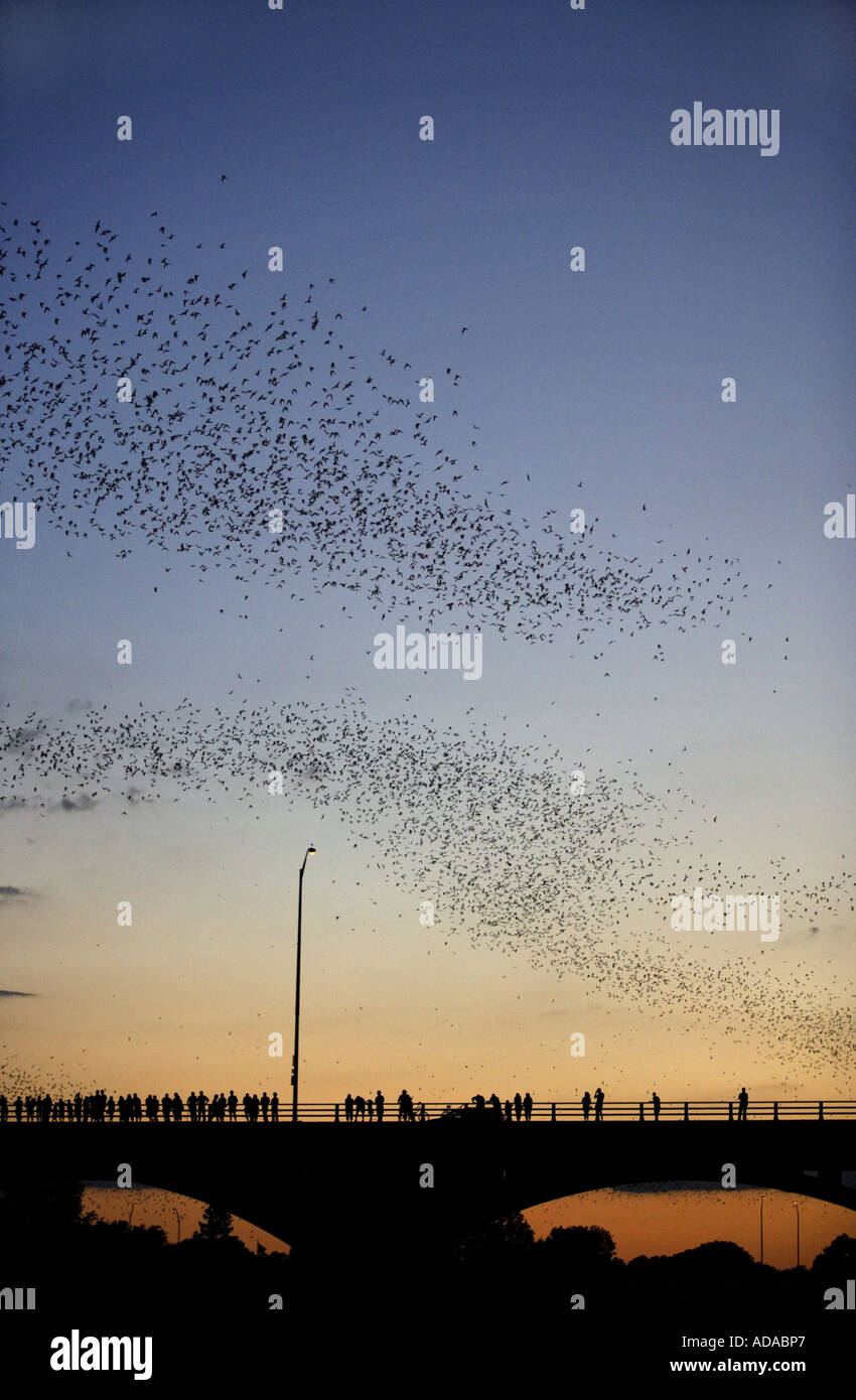 Libre brésilien tuberculata (Tadarida brasiliensis), au ciel du soir sur le Congress Avenue Bridge à Austin, au Texas en vie Banque D'Images