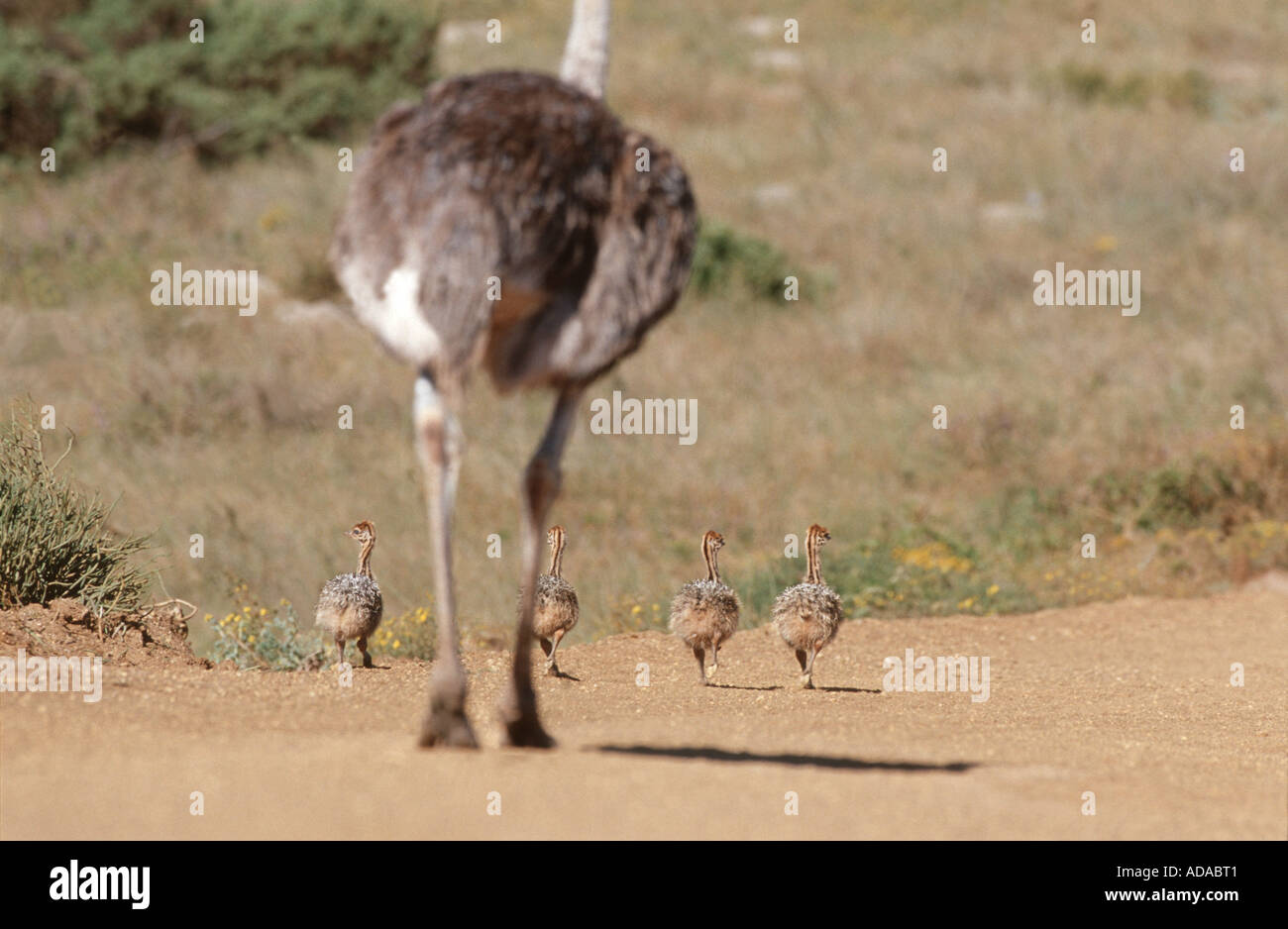 Autruche (Struthio camelus), femme avec des poussins, l'exécution, Afrique du Sud, Westkueste NP Banque D'Images