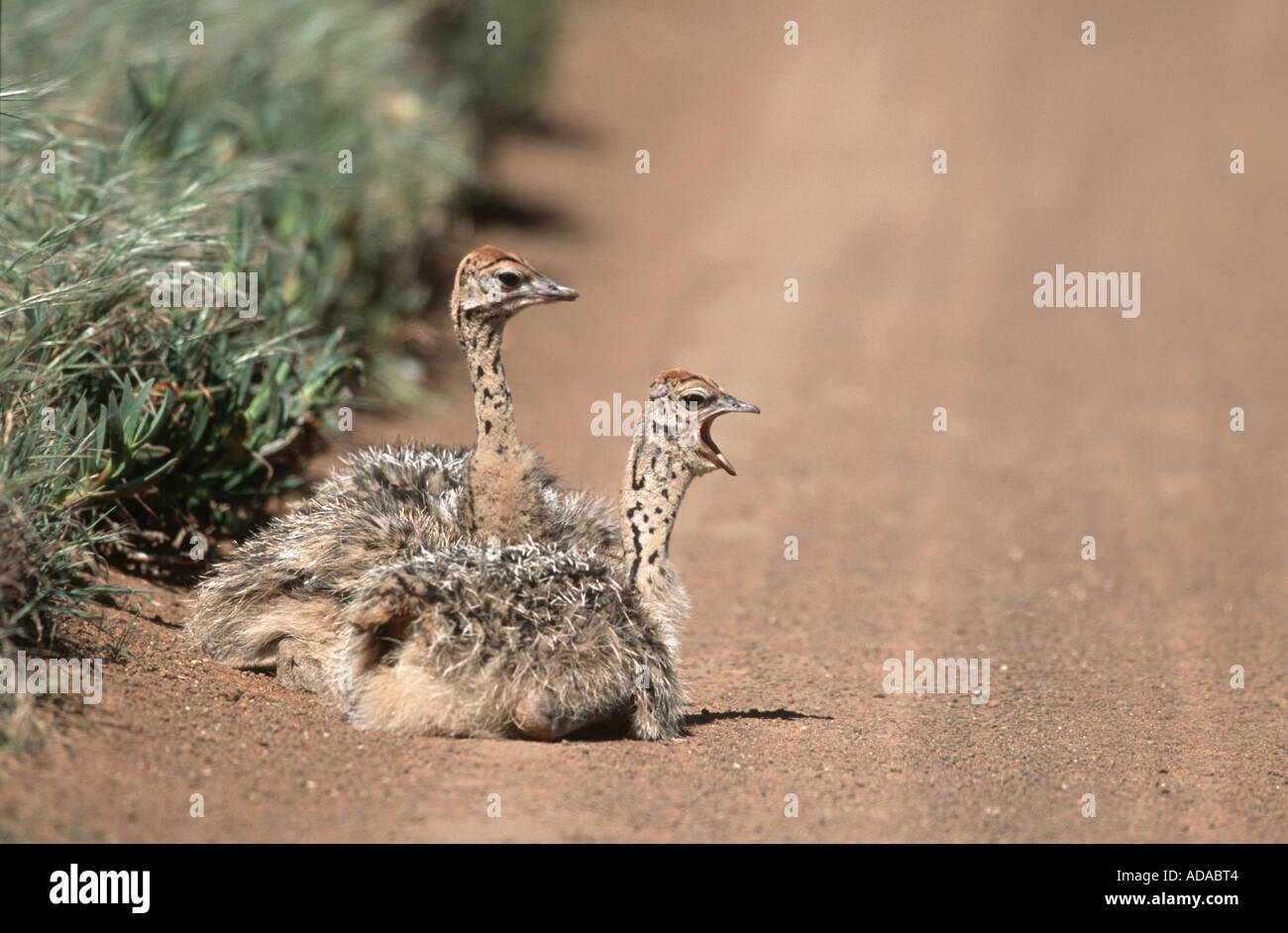 Autruche (Struthio camelus), les poussins, assis, les bâillements, Afrique du Sud, Westkueste NP Banque D'Images