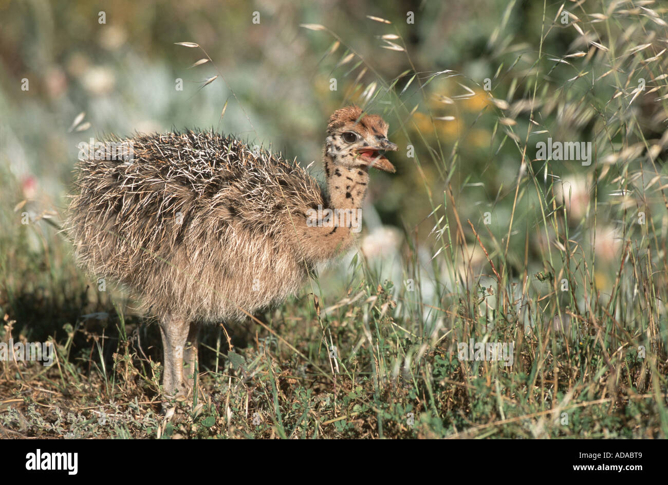Autruche (Struthio camelus), à la recherche de nourriture, Afrique du Sud, Westkueste NP Banque D'Images