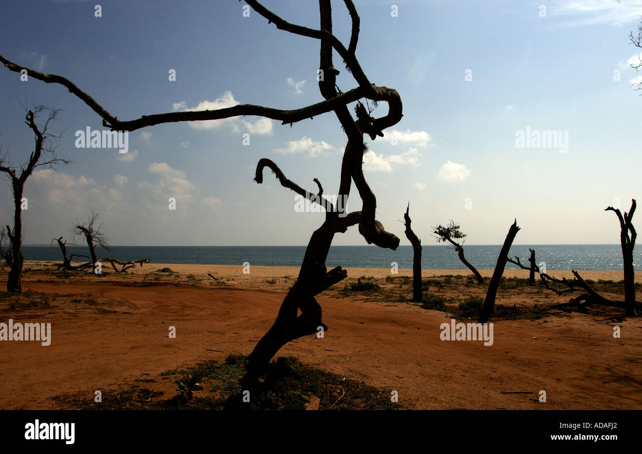 Parc national de Yala le littoral détruit par le tsunami Banque D'Images