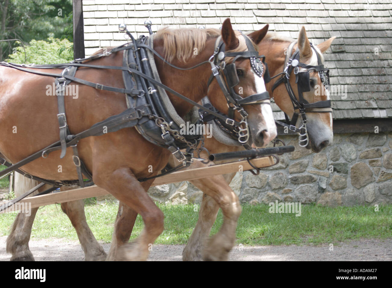 Chevaux tirant wagon Banque de photographies et d’images à haute