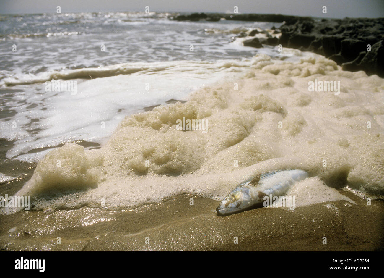 La pollution de l'écume de protéines et des poissons morts sur la plage South Wales UK Banque D'Images