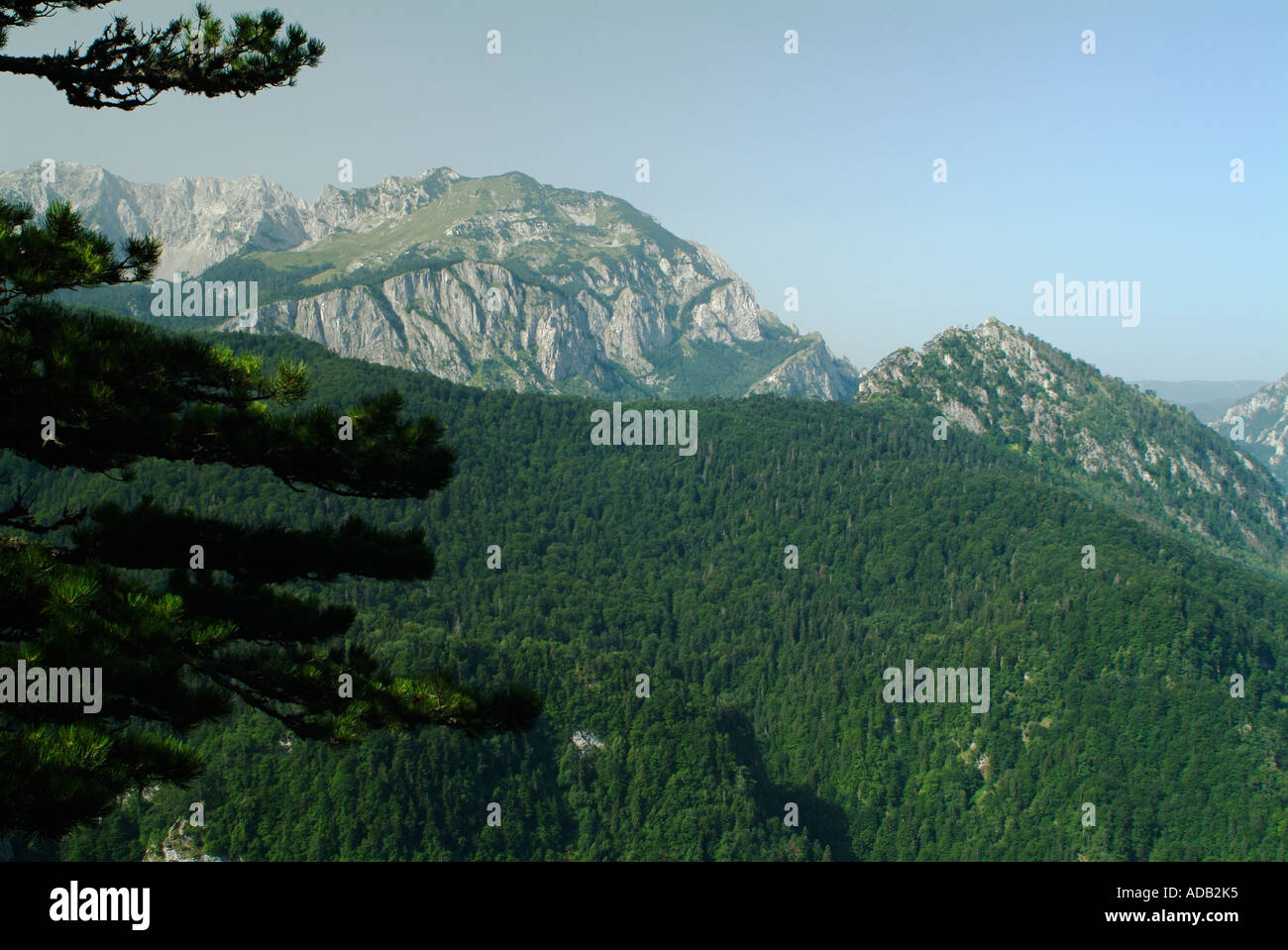 La dernière forêt Perucica Dinariques Primeval Forest en Europe Parc National Sutjeska Bosnie Herzégovine Banque D'Images