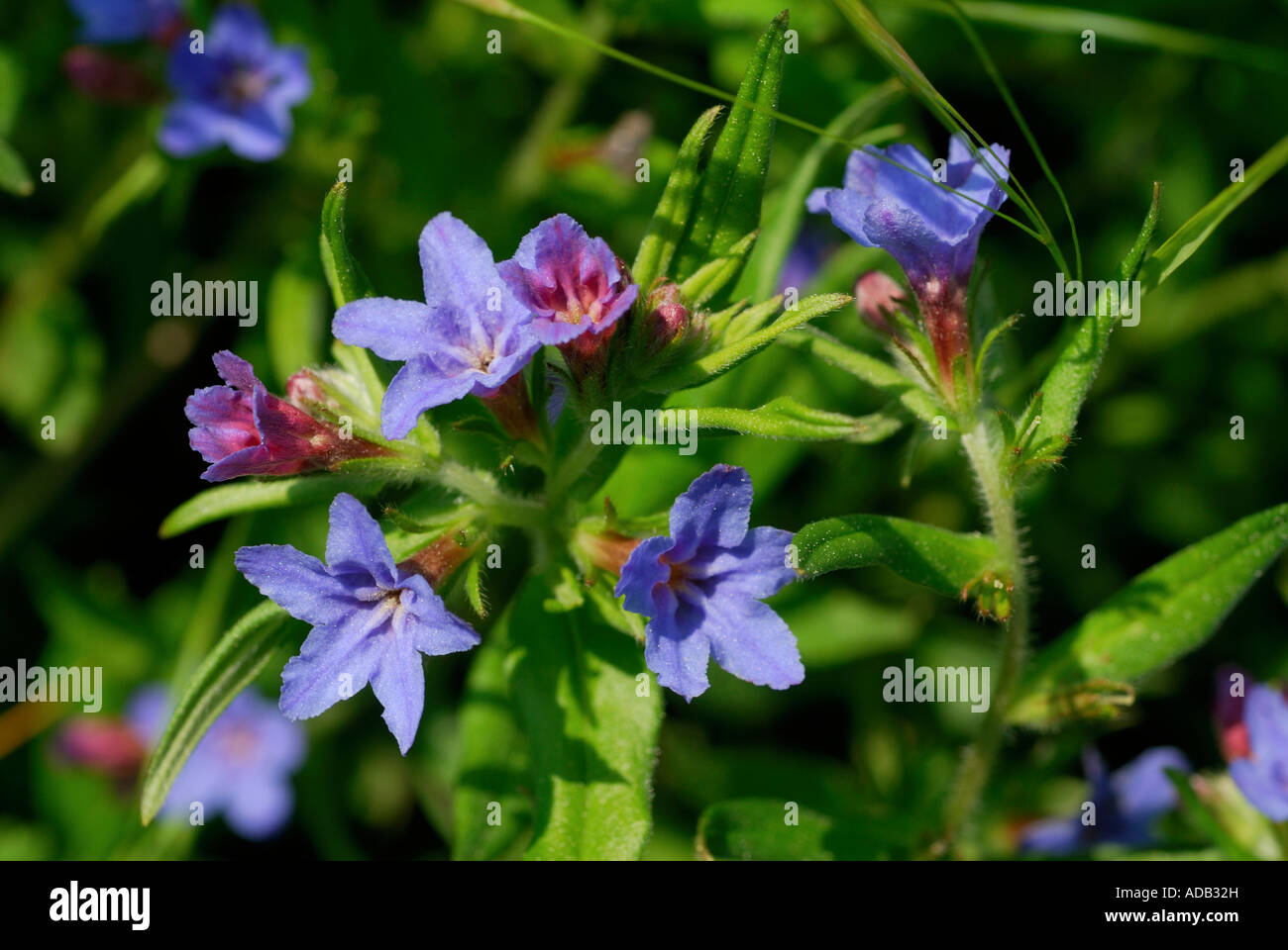 Grémil pourpre, Lithospermum purpuro-caeruleum, rares localement usine britannique. Banque D'Images