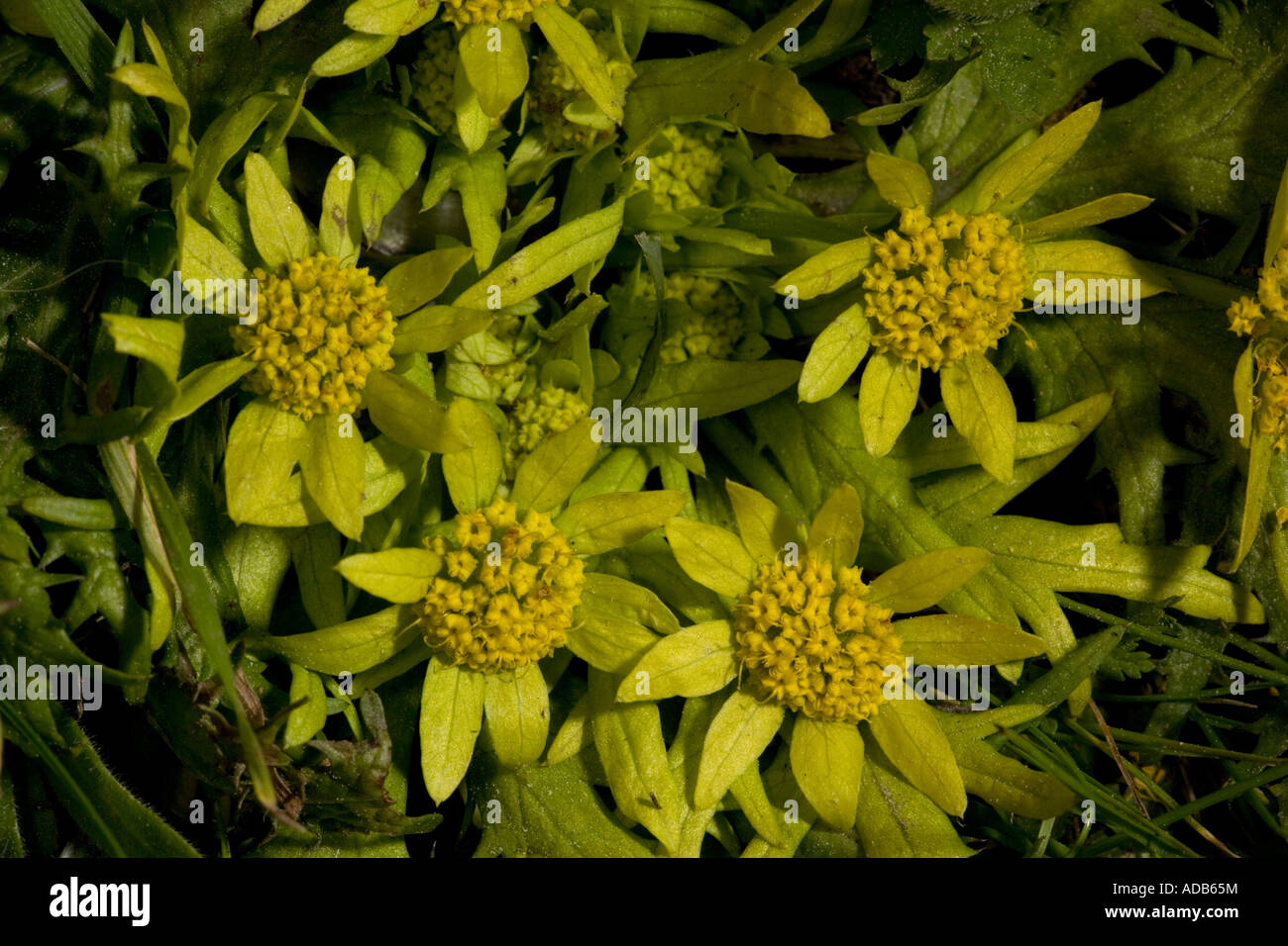 Empreintes de printemps, fleur de printemps californienne, Sanicula arctopodioides Banque D'Images