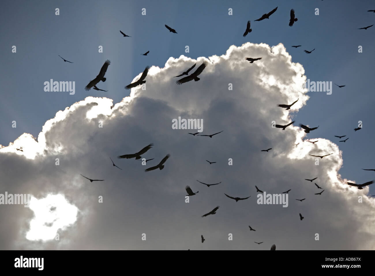 Les vautours noirs (Coragyps atratus) en troupeau énorme encerclant dans le ciel au-dessus de l'Everglades Banque D'Images Les vautours noirs (Coragyps atratus) en troupeau énorme encerclant dans le ciel au-dessus de l'Everglades Banque D'Images