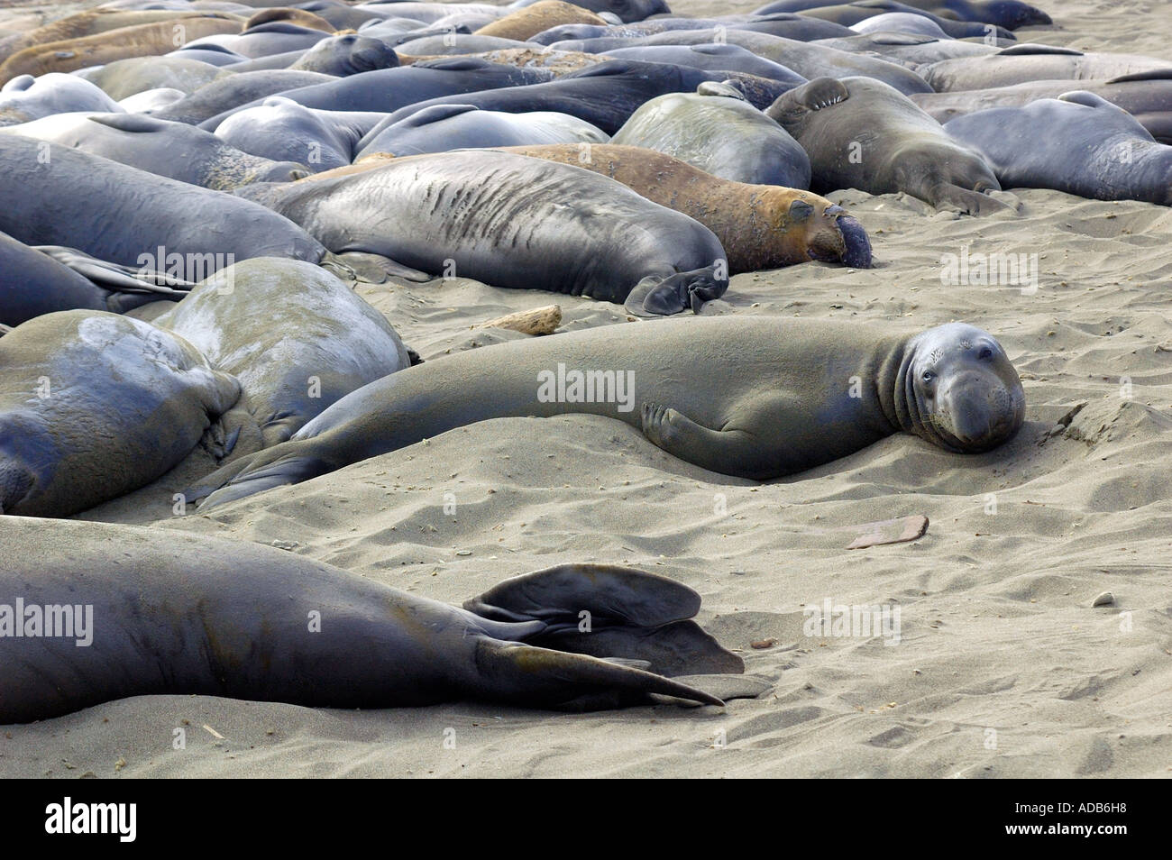 Groupe d'éléphant, [Mirounga angustirostris], au soleil sur la plage Banque D'Images