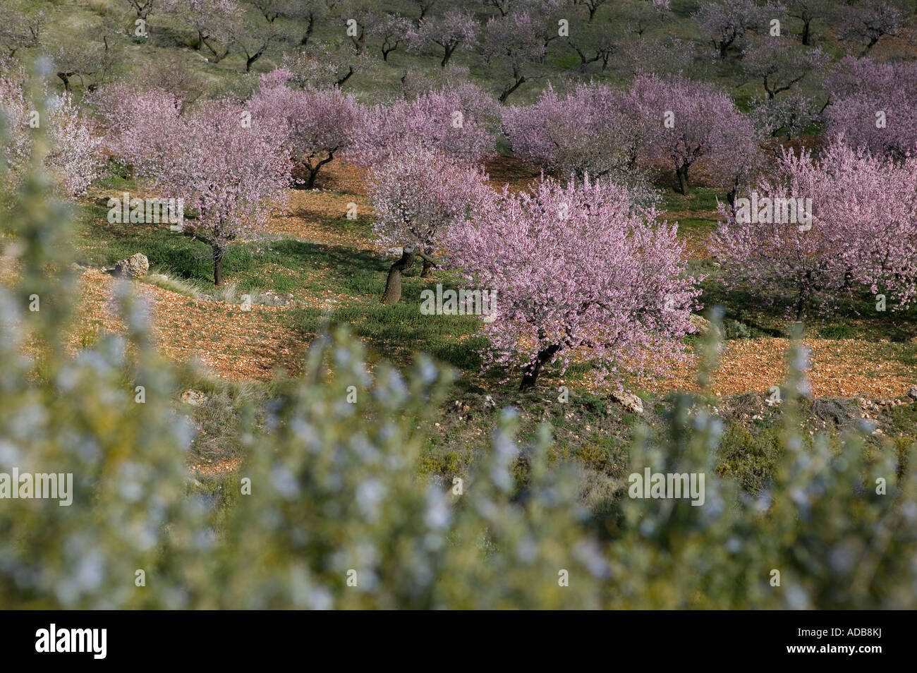 Les amandiers en fleurs Banque D'Images