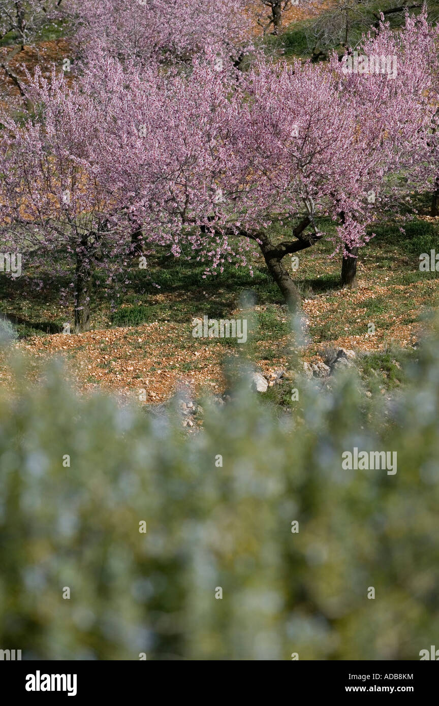 Les amandiers en fleurs Banque D'Images