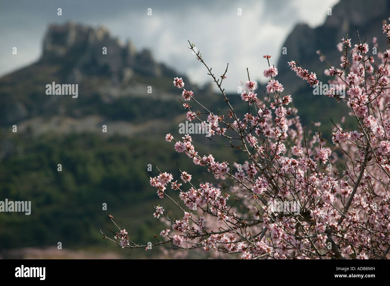 Printemps dans l'Espagne rurale avec Almond Blossom Banque D'Images