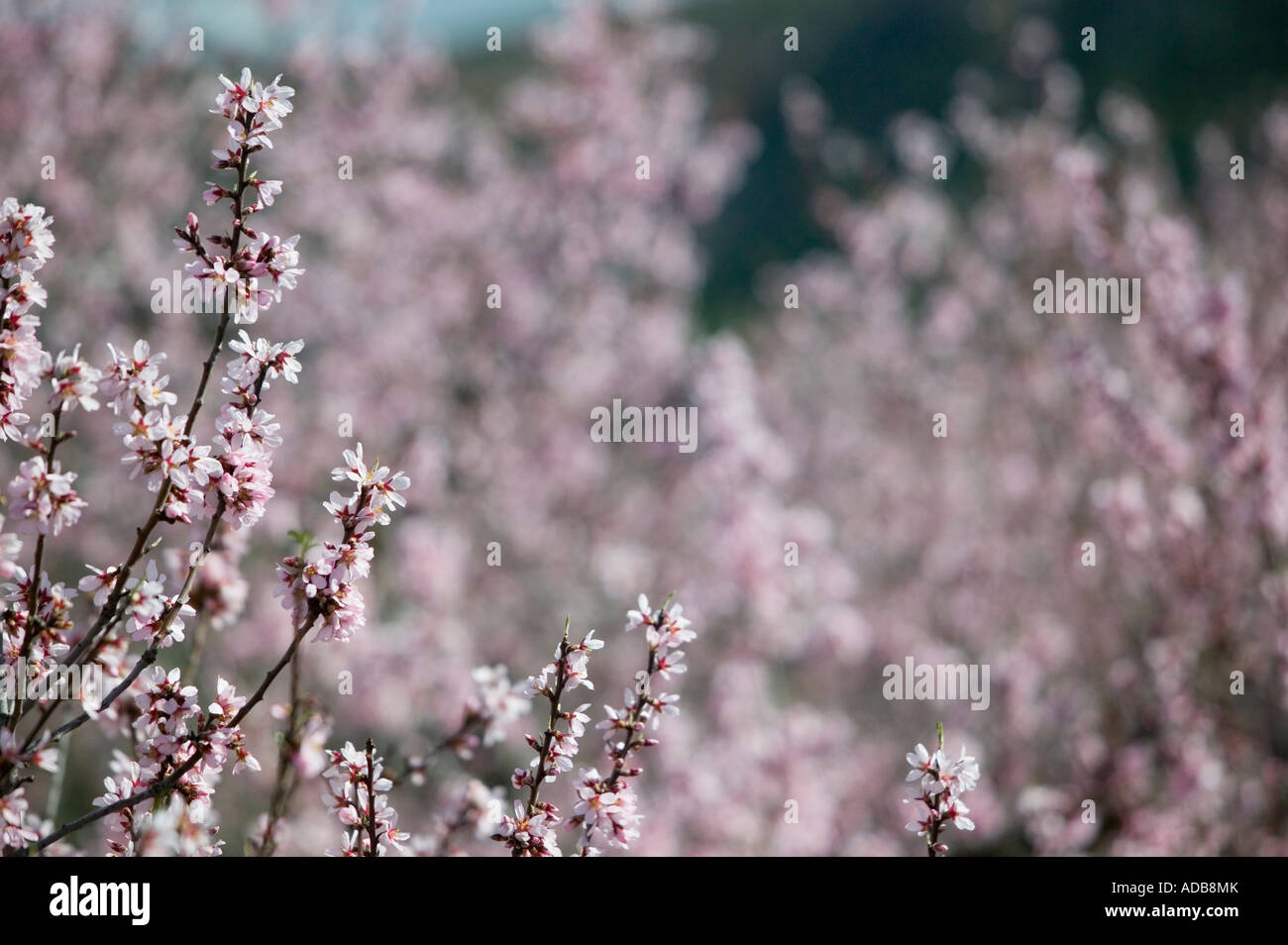 Fleur d’amandier Banque D'Images