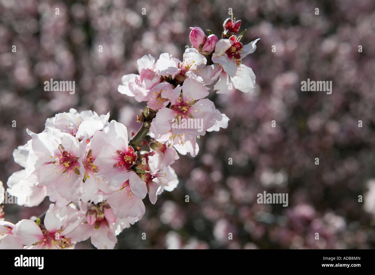 Fleur d’amandier Banque D'Images